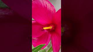 | Summer season ? flower ? plant ?| shortvideo viralvideo gardening flowers plants