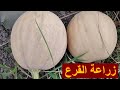 زراعة القرع العسلي