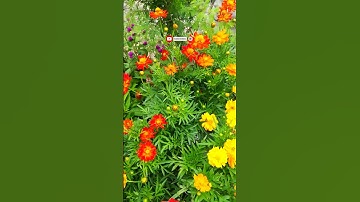 Thumbnail of Cosmos flower ♥️#shorts #youtubeshorts #shortvideo #trending