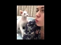 Смешные коты Funny cats Gatos graciosos