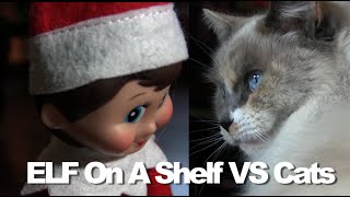 Elf on the Shelf Vs Cats