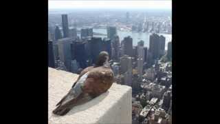 Watch Jean Leloup Pigeon video