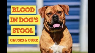 15 Facts About Blood In Dogs Stool You Must Know by Stylinggo 93,002 views 6 years ago 6 minutes, 3 seconds