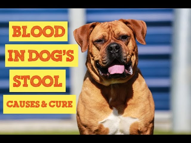 what would make a dog poop blood
