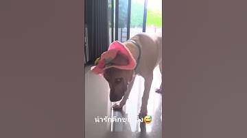 Thumbnail of น่ารักน่าลิง😅🐕หมากอลลัม