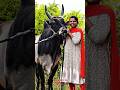 திமிரும் காளையும் ❤️‍🔥காளையின் காதலியும் ❤️‍🩹✨// #jallikattu #kangeyam #bull #trending #viral #appu