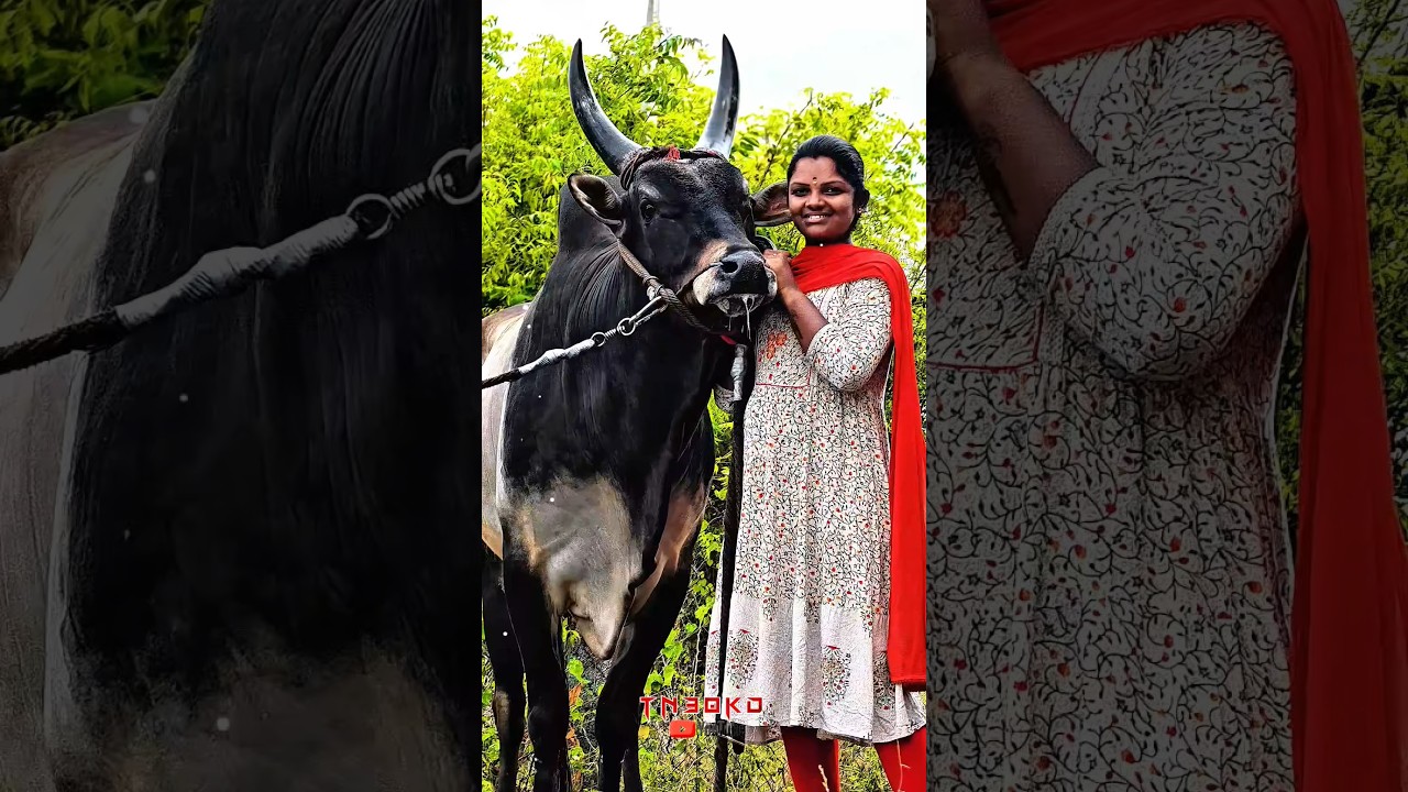 திமிரும் காளையும் ❤️‍🔥காளையின் காதலியும் ❤️‍🩹✨// #jallikattu #kangeyam #bull #trending #viral #appu