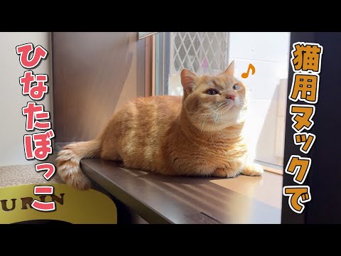 愛猫のためだけに作った窓が大正解でした！
