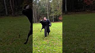 Guard Dog Went Crazy