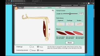 Muscles and Bones Gizmo and 1 more page   Personal   Microsoft​ Edge 2024 12 18 14 09 19