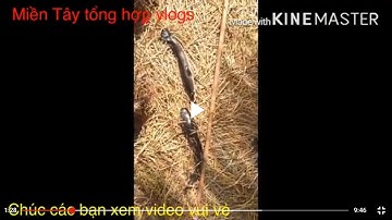 Câu cá lóc bằng vịt và cái kết quá đã