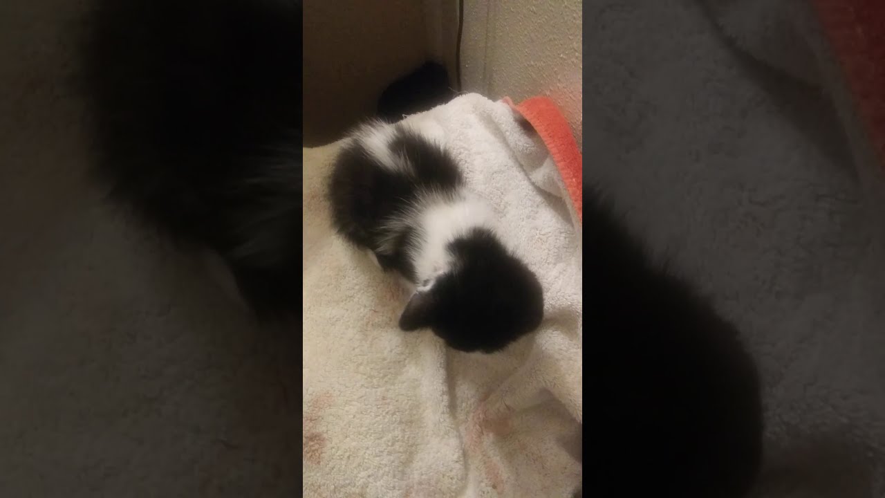 Draining fluid from kitten ears YouTube