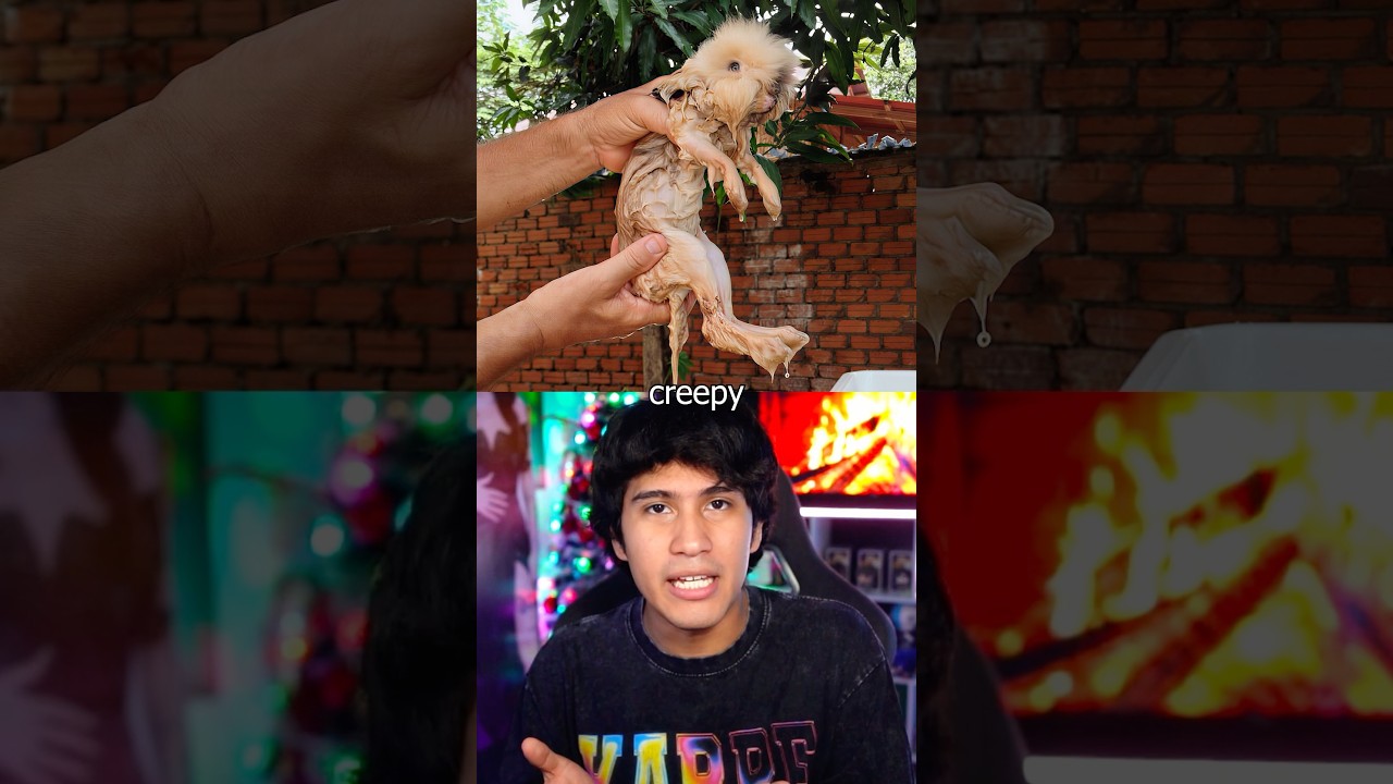 LOS ANIMALES MOJADOS SON ATERRADORES 😱 #shorts