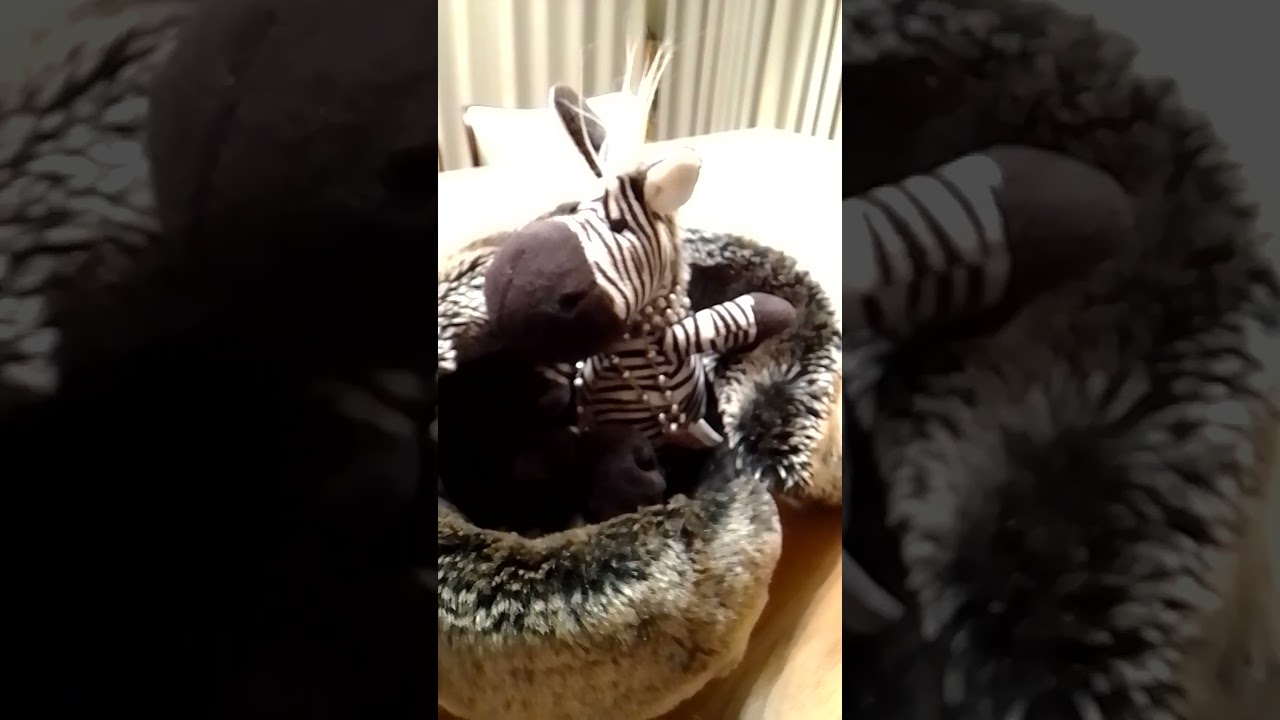 Pisikese sebra jaoks on läkiläki otsekui kauglendude äriklassi kookon. 