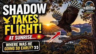 🦅 Shadow Takes Flight at Sunrise    Where Was He Going So Early? 🌅👀