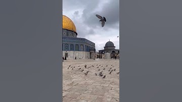 جولة في رحاب المسجد الاقصى المبارك وتلاوة جميلة للشيخ محمد مصطفى محاميد