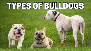 7 Types of Bulldogs