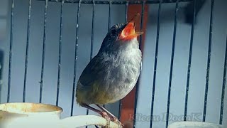 Burung Endemik Gacor || Pancingan Ampuh Burung Tesia Jawa