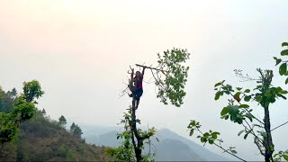 A girl cutting tree branches for feeding goats || गाउँघरमा स्याउला काट्दै || InNepal