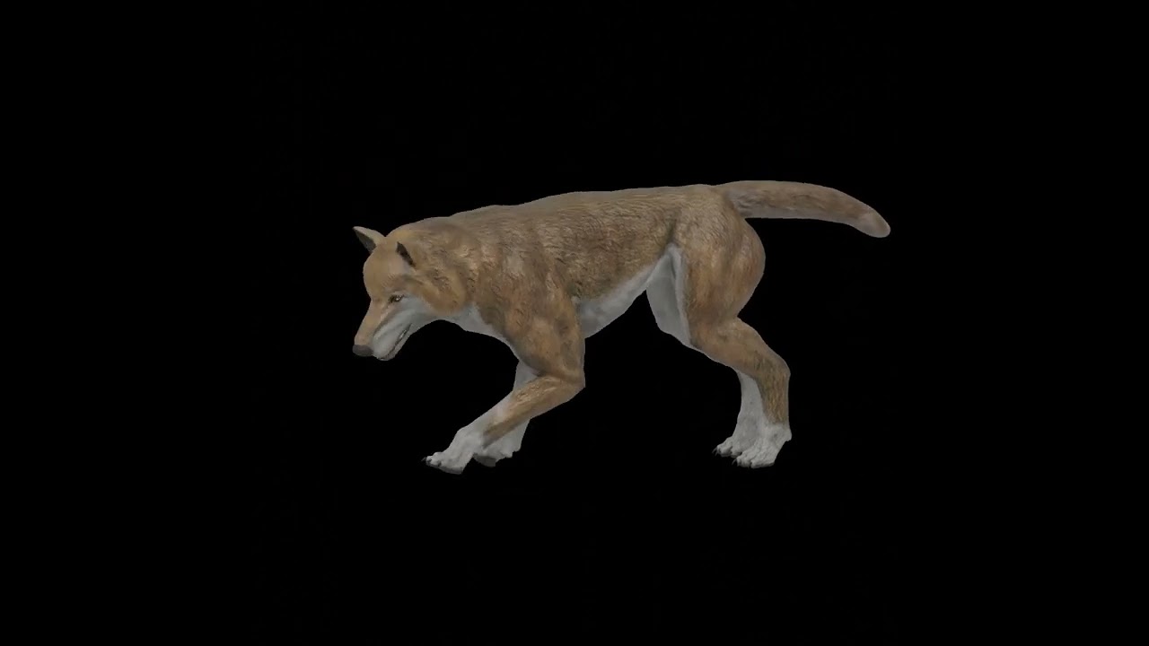 Wolf 3D model animations