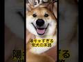 ボブの笑顔は世界を救う…はず! #柴犬 #柴犬ボブ