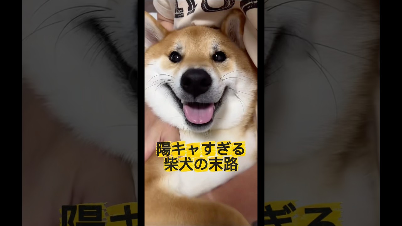 ボブの笑顔は世界を救う…はず! #柴犬 #柴犬ボブ