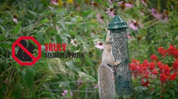 Squirrel Buster Classic