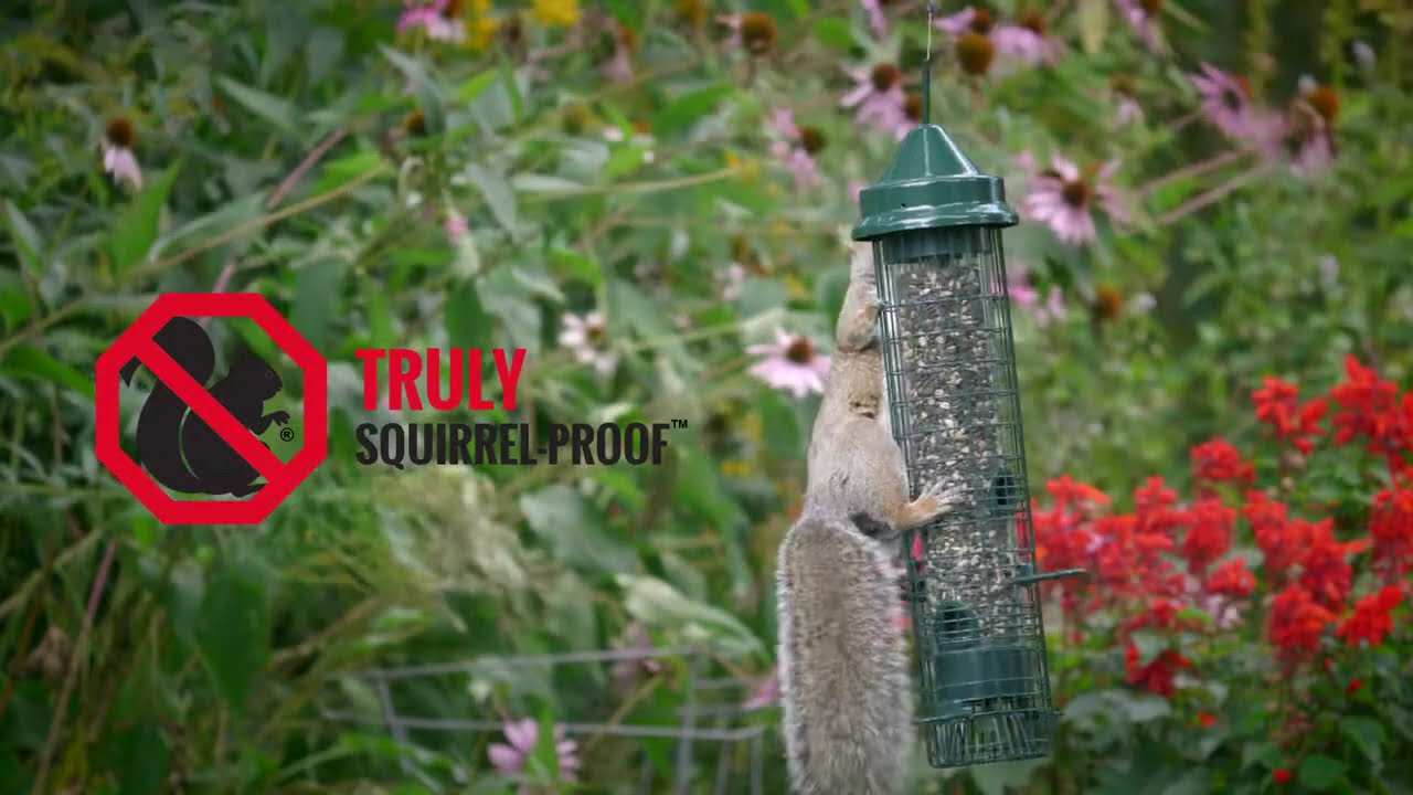 How to Adjust a Squirrel Buster Bird Feeder: Quick Tips