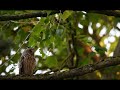 Hibou Moyen Duc sur le parcours Biodiversité du Campus Agro-Environnemental d'Arras