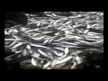 Thousands of Tamban fish beach themselves at Tabisan, Sabah