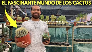 COMO CUIDAR CACTUS EN CASA: CONSEJOS DE UN EXPERTO.