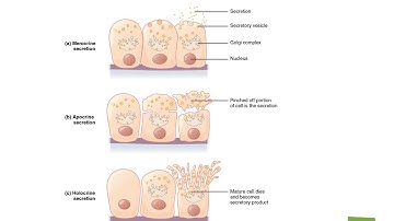 Chapter 4 Recorded Lecture