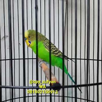Burung parkit isian burung gereja