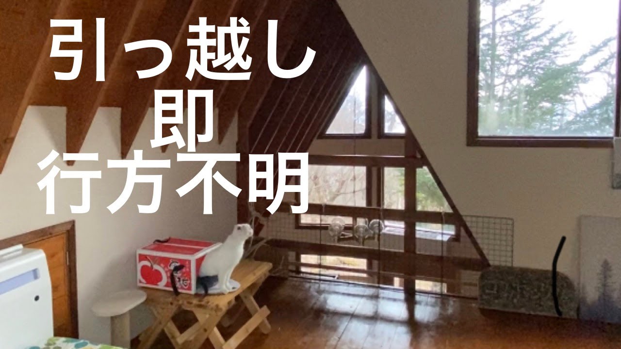 46 両耳を癌で失くした元山の野良 療養ケージを卒業して室内デビュー Youtube