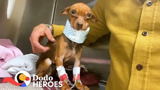 The Moment This Guy Realizes This Little Dog Is Going To Be Just Fine | The Dodo Heroes