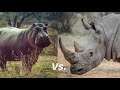 Nile hippo vs white rhino