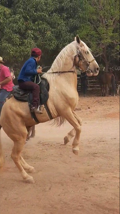 CAVALO PULANDO NA CAVALGADA DOS AMIGOS #fazenda #roça #icaraideminas #sãofranciscomg #agro