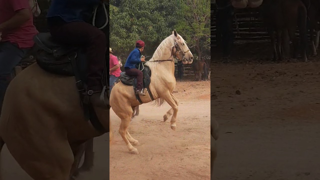 CAVALO PULANDO NA CAVALGADA DOS AMIGOS 