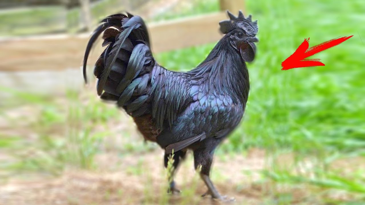 Hamshiralar haqida porno video