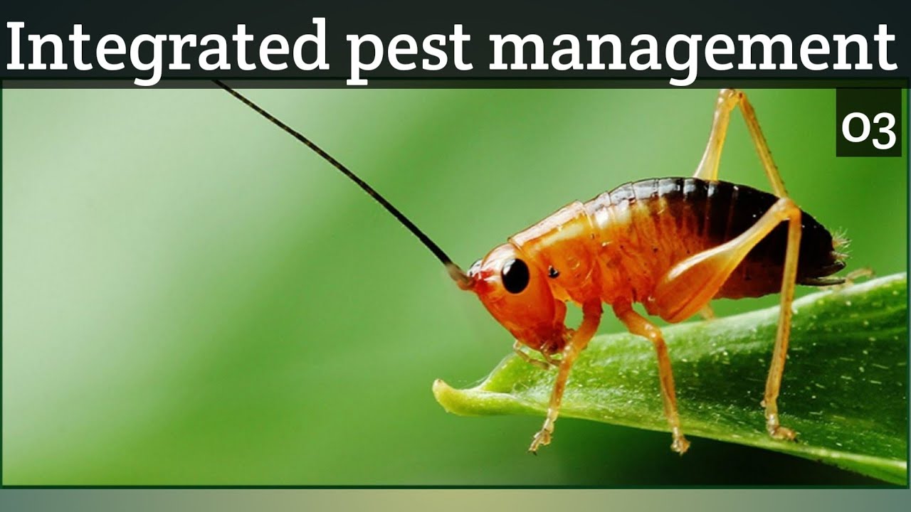 INTEGRATED PEST MANAGEMENT Part 03 YouTube
