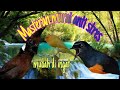 Masteran Murai Jernih Terapi Anti Stres Mp3 - Mp4 Download