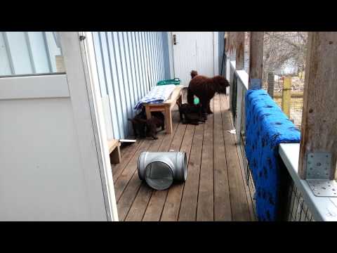 Java har kul med valparna 003