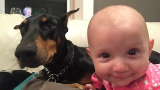 Doberman Plays With Baby