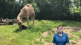 Niabi Zoo - Enrichment Matters -  Safety