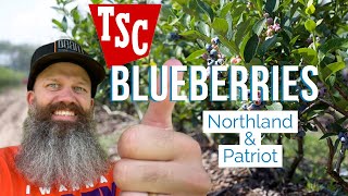 Tractor Supply Blueberries, are they worth it? Patriot & Northland highbush #blueberries  EP 105