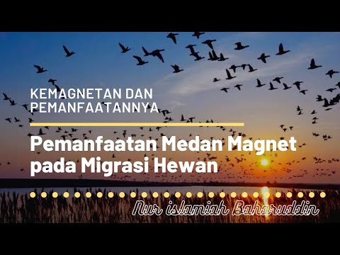 Video: Orang Ramai Mengikuti Medan Magnet Bumi - Pandangan Alternatif