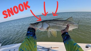 Over-Slot Snook Catch on a Sunny Day in Pasco County 🌞🐟