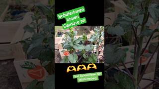 Gemüsebau nachhaltig als Schulprojekt