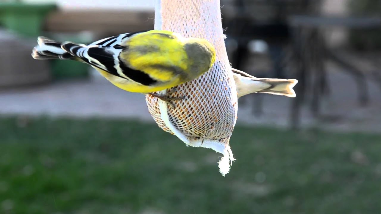 Washington State Bird | Willow Goldfinch (American Goldfinch)