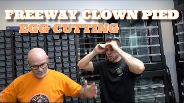 Did We Hit A Freeway Clown Pied Ball Python!? Egg Cutting